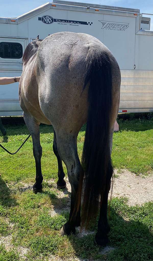 calf-roping-quarter-horse