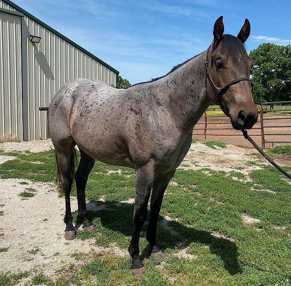 ranch-work-quarter-horse