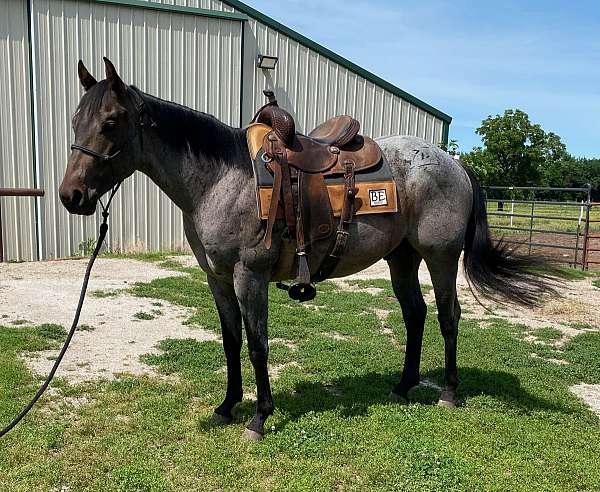 team-roping-quarter-horse