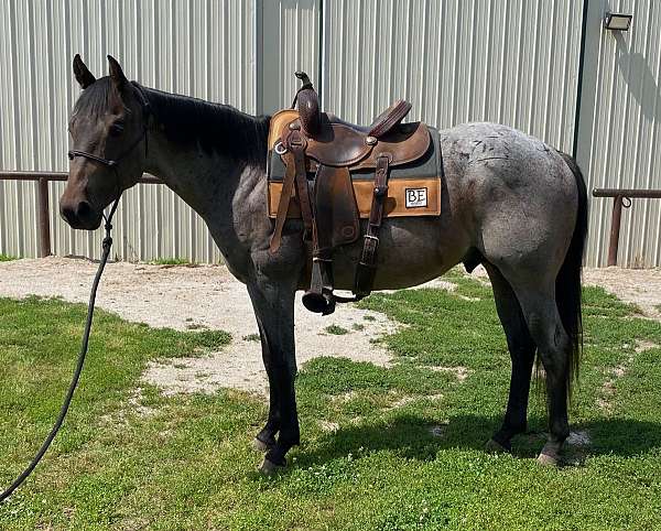 blue-roan-quarter-horse-stallion