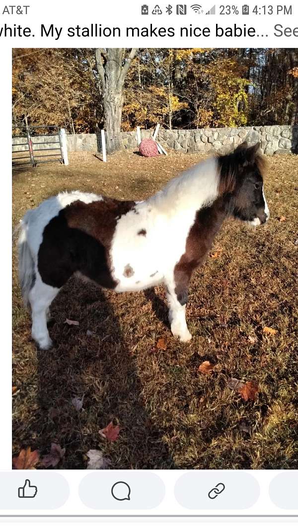 up-to-date-on-all-miniature-horse