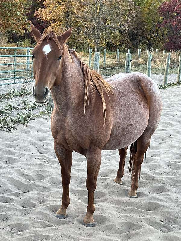 quarter-horse-mare