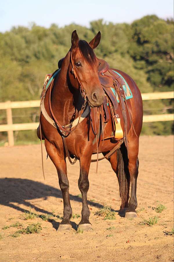 quarter-horse-gelding