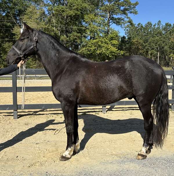 black-quarter-horse-gelding