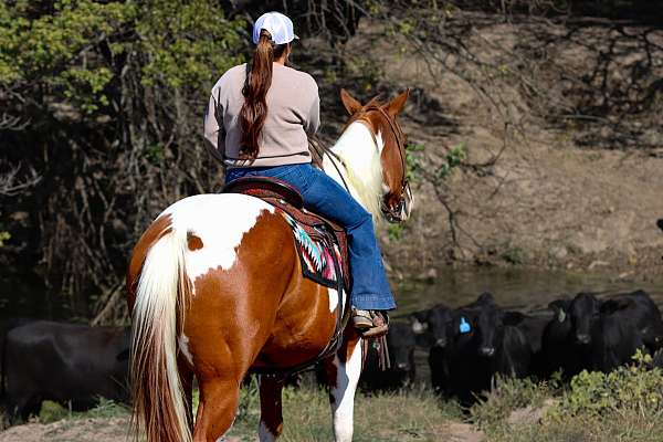 companion-paint-horse