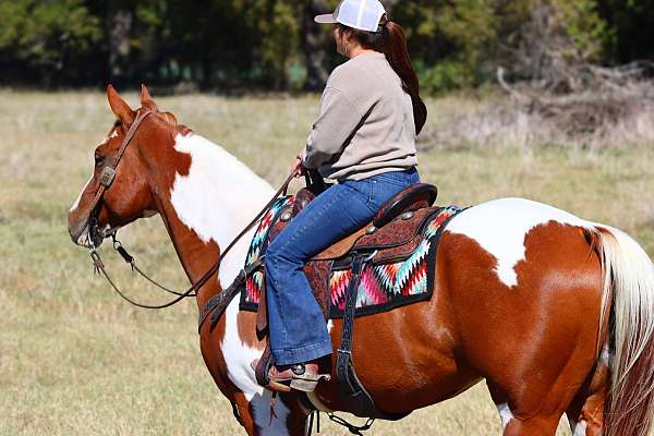 english-pleasure-paint-horse