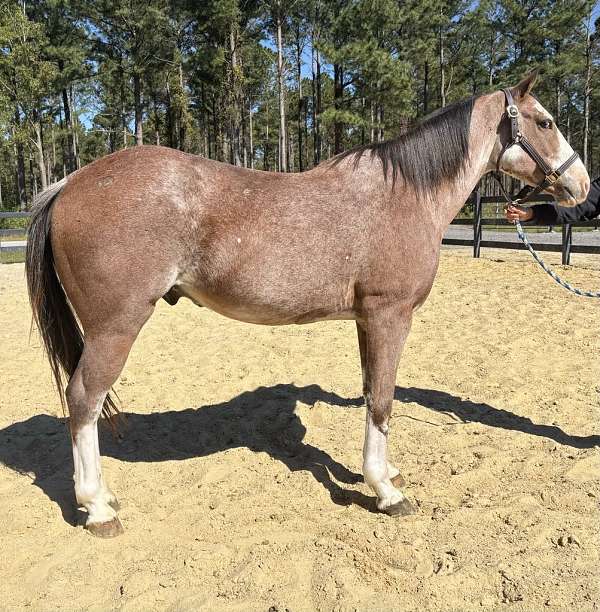 red-roan-quarter-horse-gelding