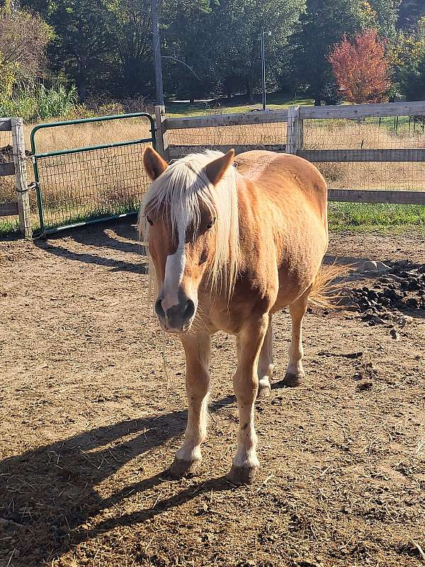 companion-jumper-haflinger-pony