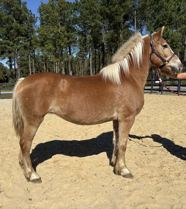 harness-belgian-haflinger-horse