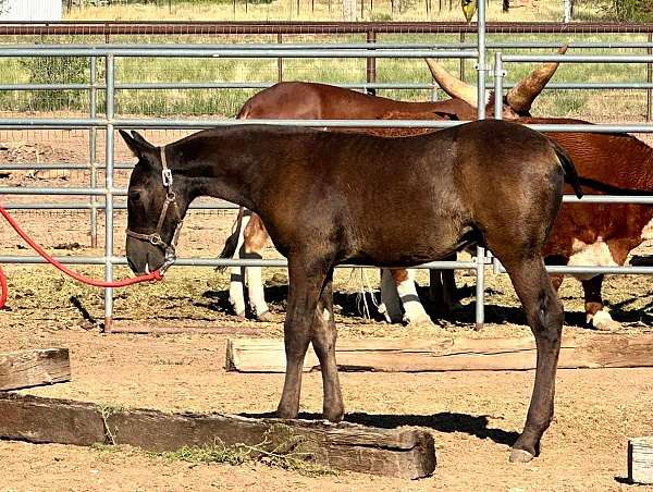 black-white-andalusian-colt