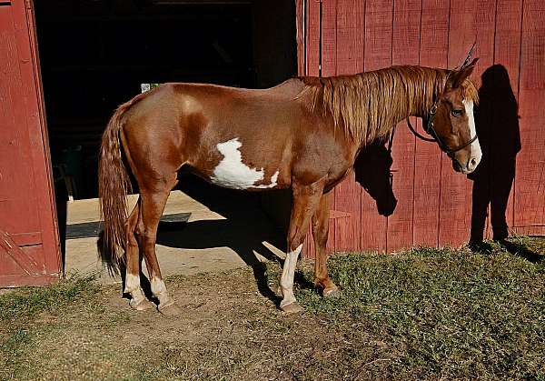 pinto-pony