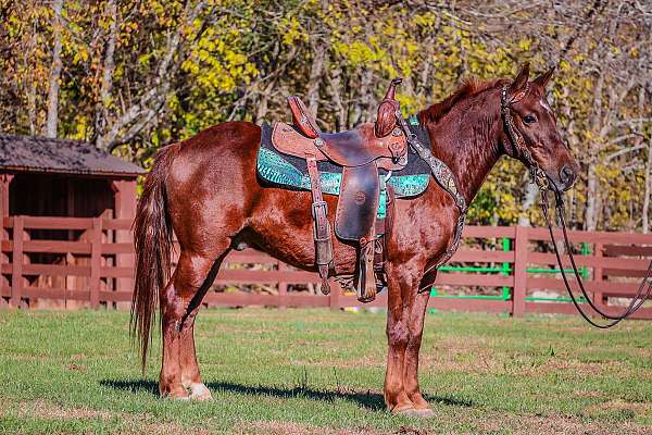 chestnut-working-co-horse