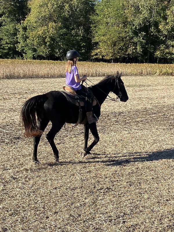 walking-horse-fox-trotter-kid-tennessee