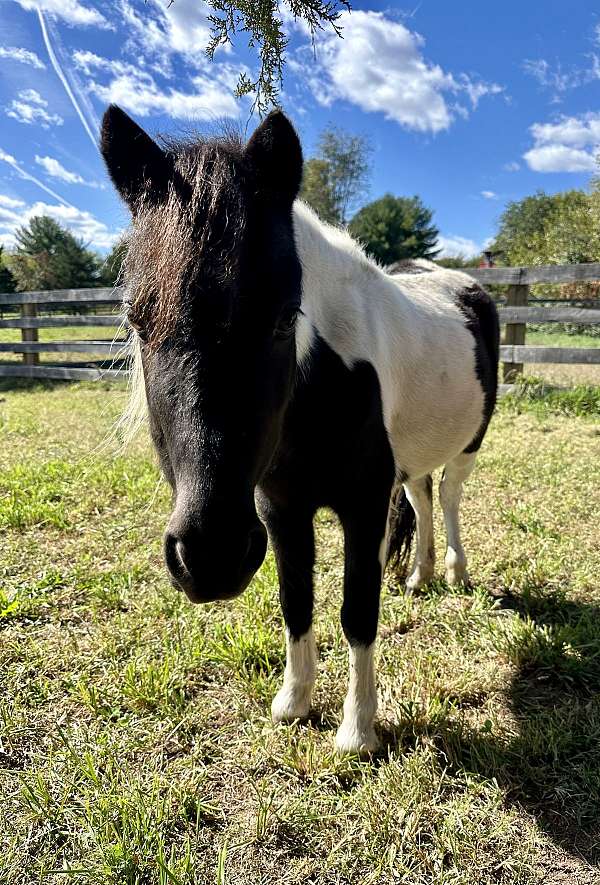 pinto-miniature-mare