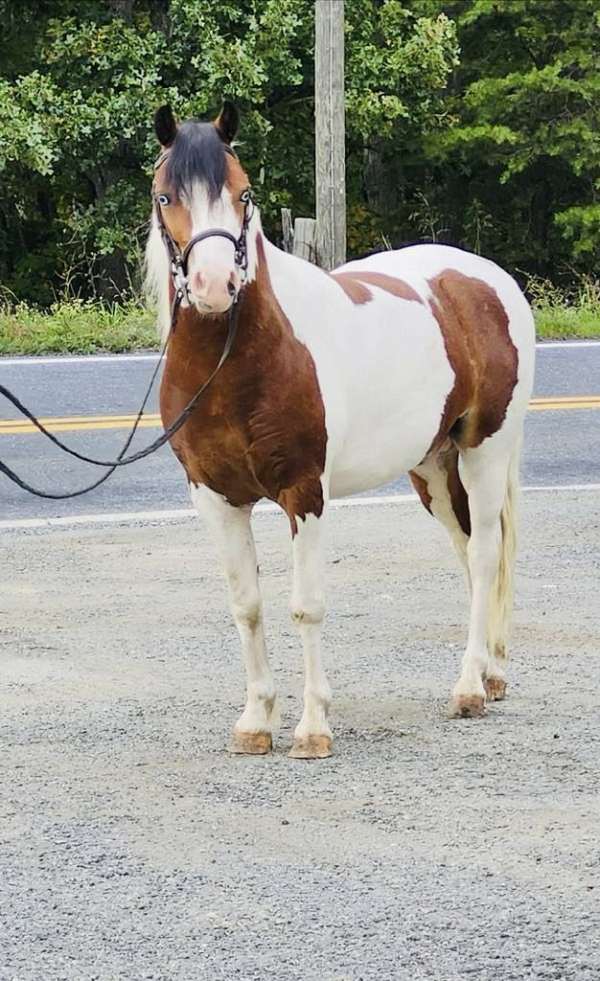 pinto-shetland-pony-gelding