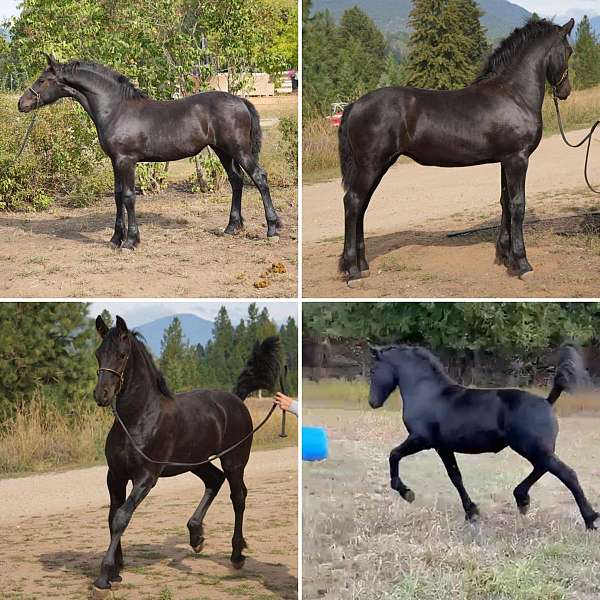 black-friesian-filly