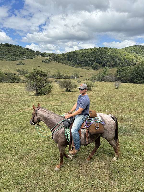 trained-appaloosa-horse