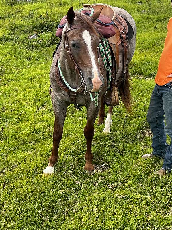 ranch-appaloosa-horse