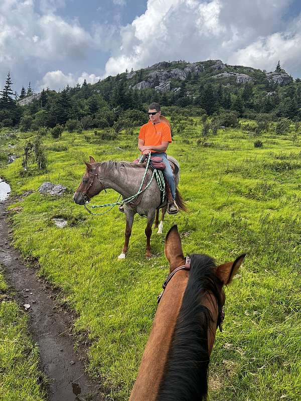 trail-riding-appaloosa-horse