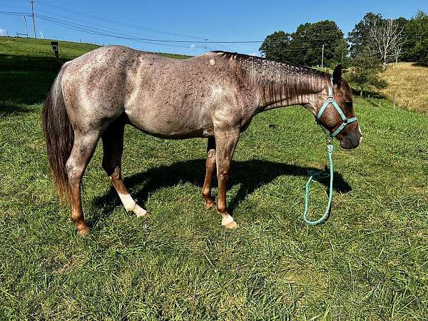 all-around-appaloosa-horse