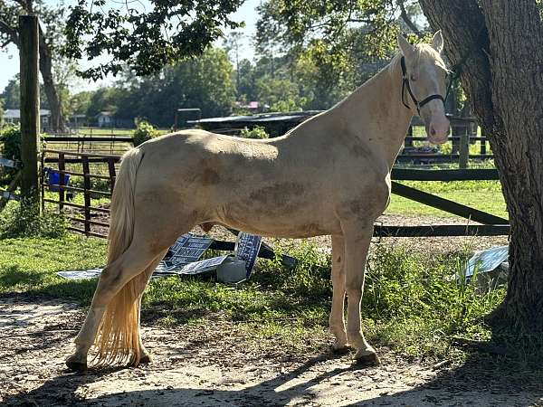 tennessee-walking-gelding