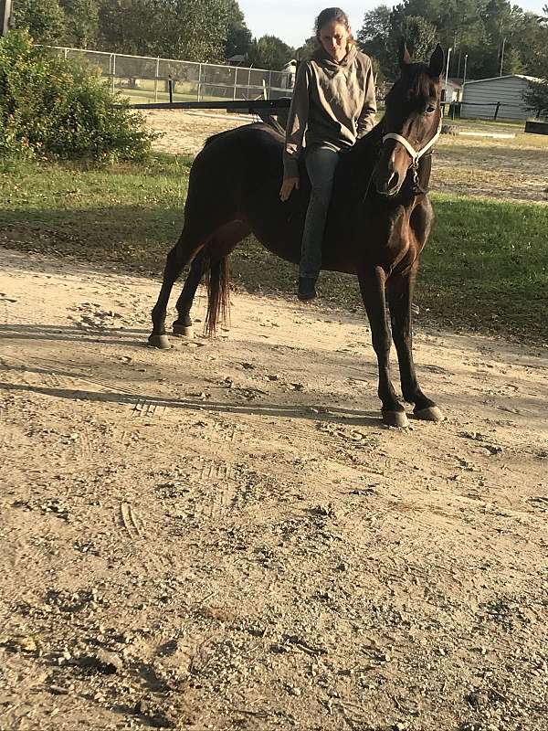 tennessee-walking-gelding