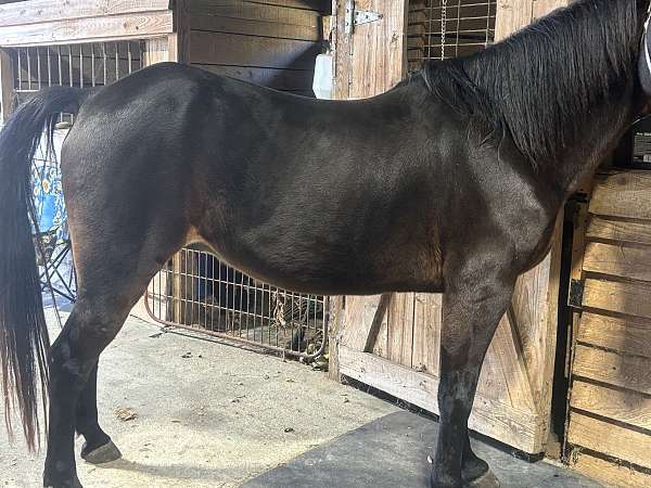 tennessee-walking-gelding