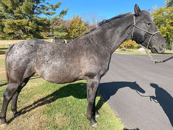 blue-roan-gelding-appaloosa-horse