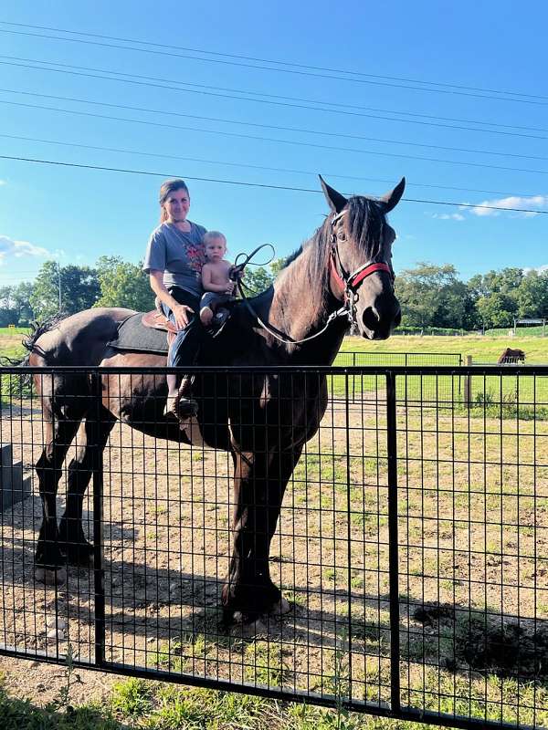 percheron-mare