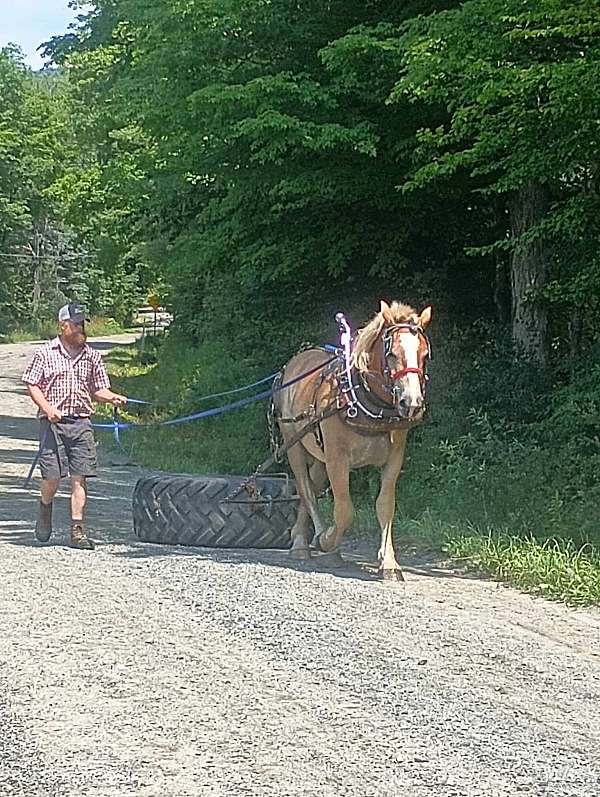 horsemanship-belgian-pony