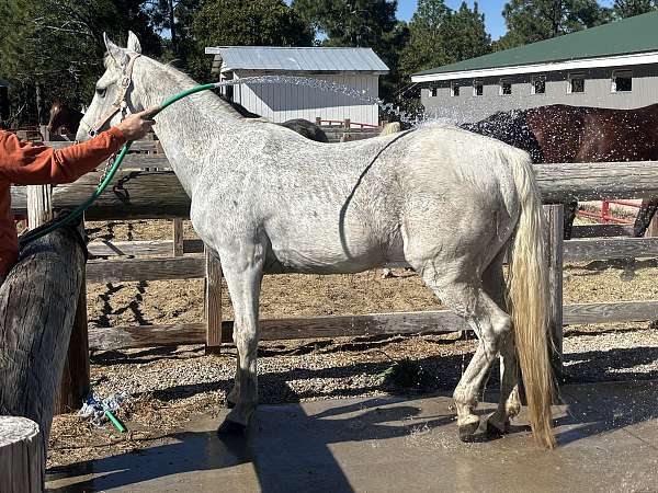 tennessee-walking-gelding