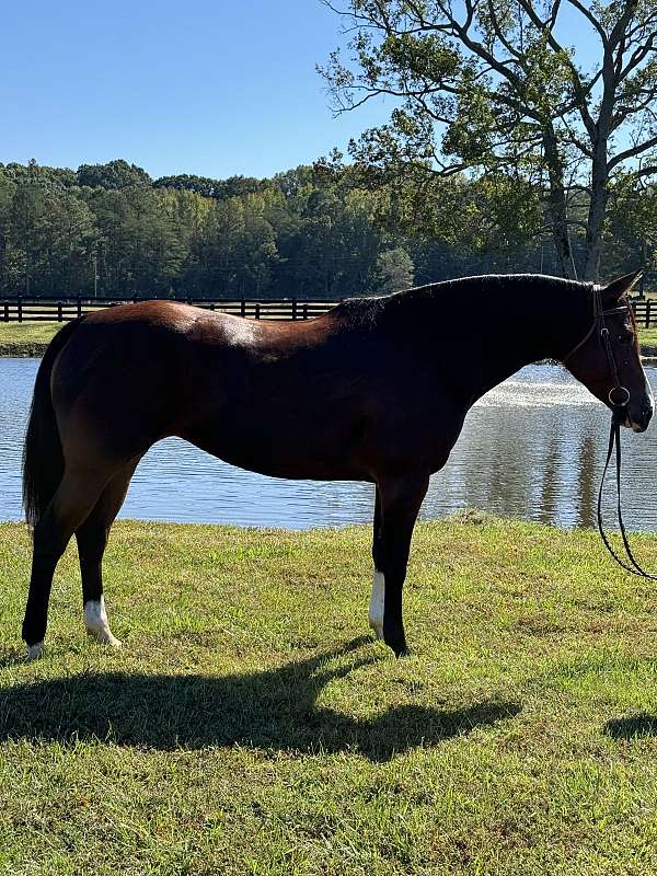 15-hand-quarter-horse-mare