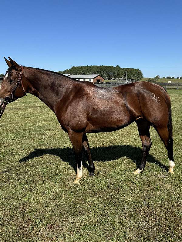 15-hand-quarter-horse