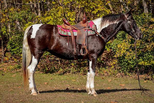 all-around-spotted-saddle-horse