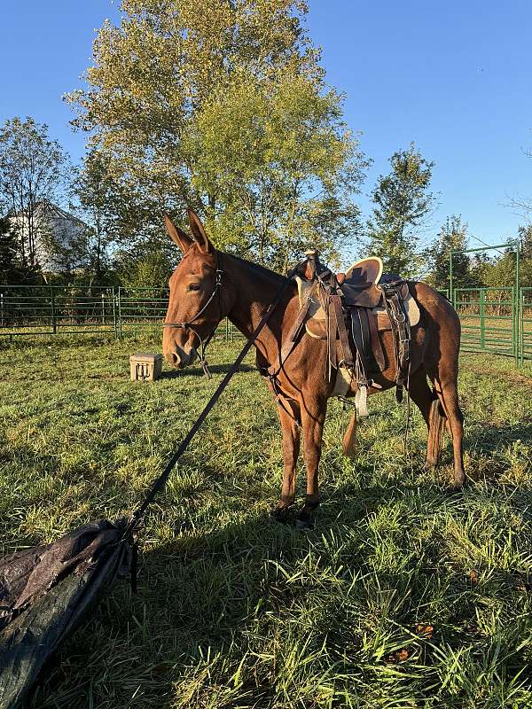 gaited-trail-mule