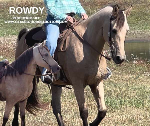 comfortable-ride-missouri-fox-trotter-horse