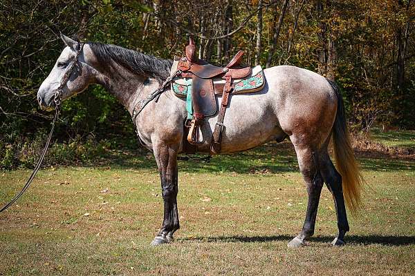 all-around-quarter-horse