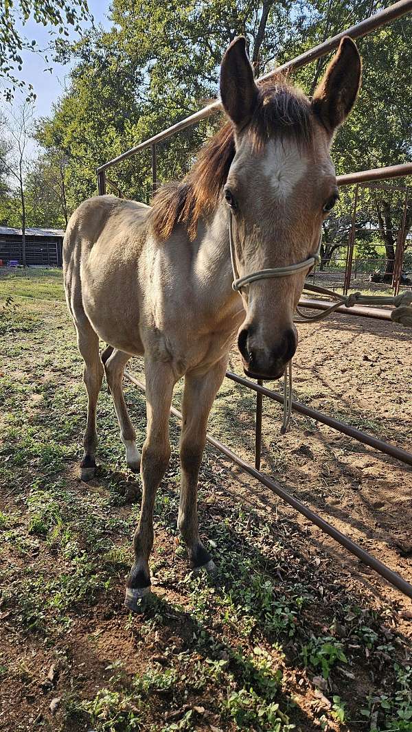 flashy-quarter-horse