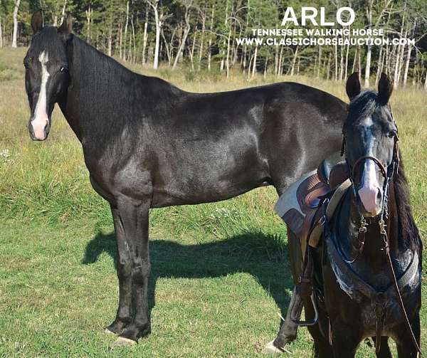 all-tennessee-walking-horse