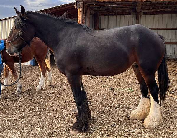 2-stockings-stripe-on-face-horse