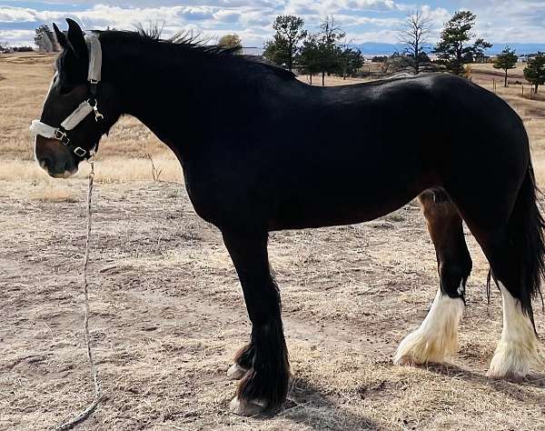 2-stockings-stripe-on-face-horse