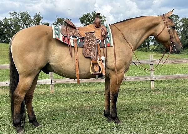 ranch-quarter-horse