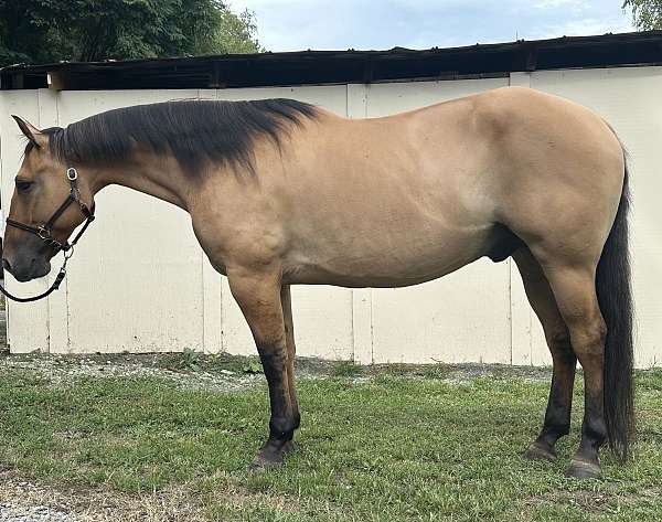 ranch-quarter-horse