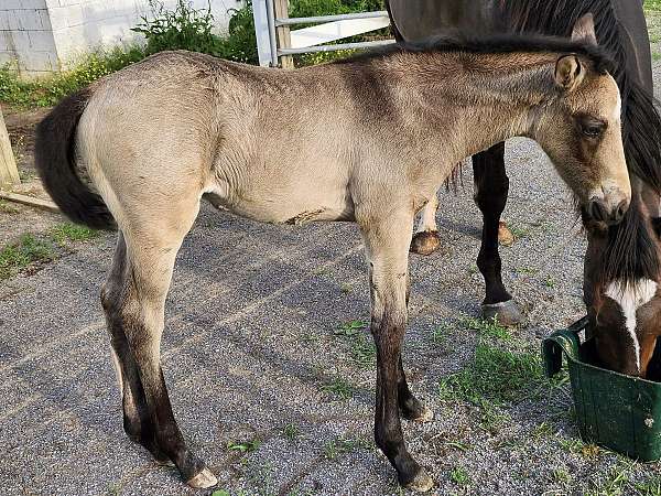 aqha-all-around-appendix-horse