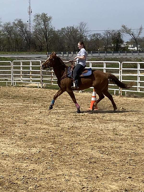 chestnut-blaze-on-face-horse