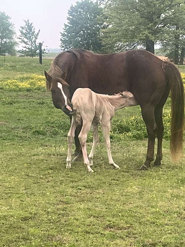 all-around-quarter-horse