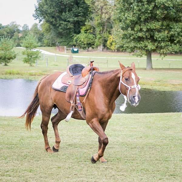 aqha-quarter-horse