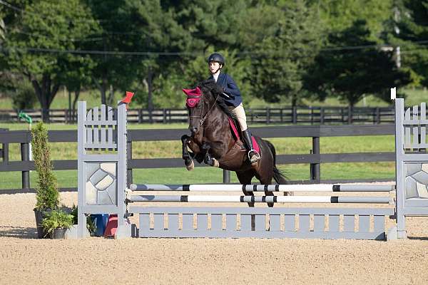 welsh-pony-gelding