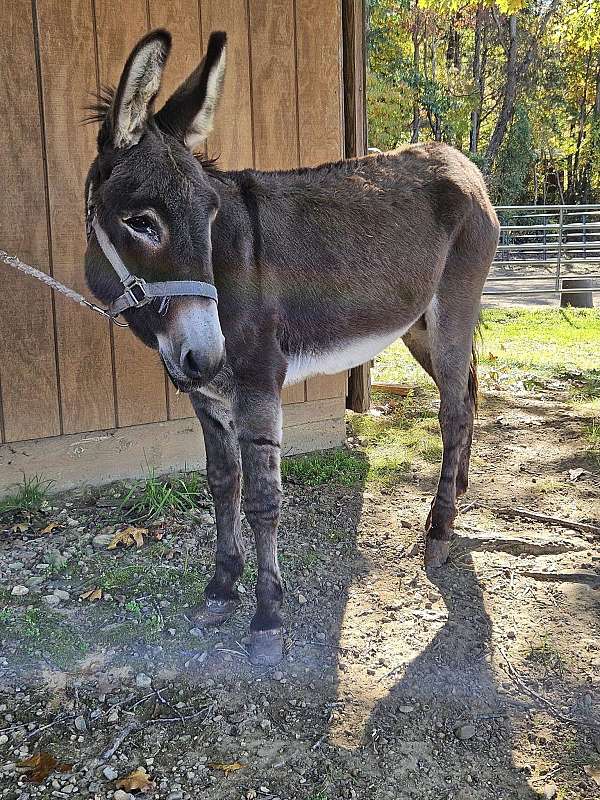 gentle-donkey