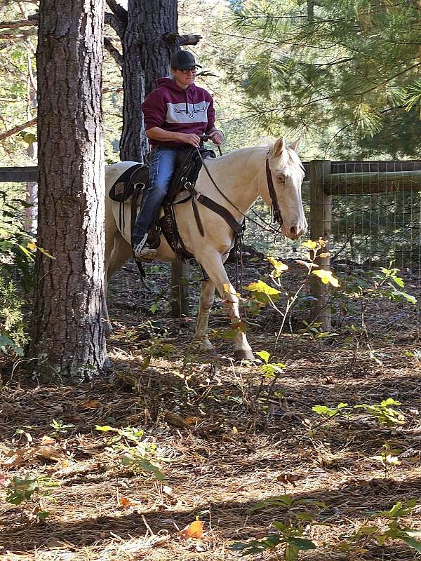 neck-rein-pony